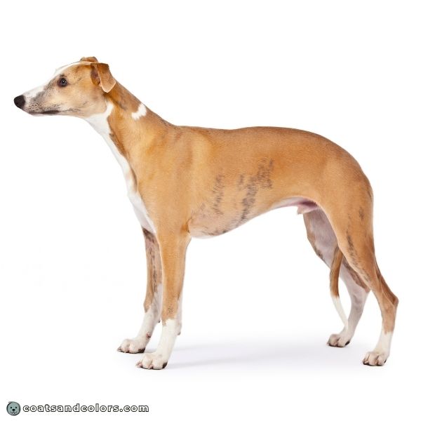 coatsandcolors.com Brindle Dogs Minimal Brindle Whippet