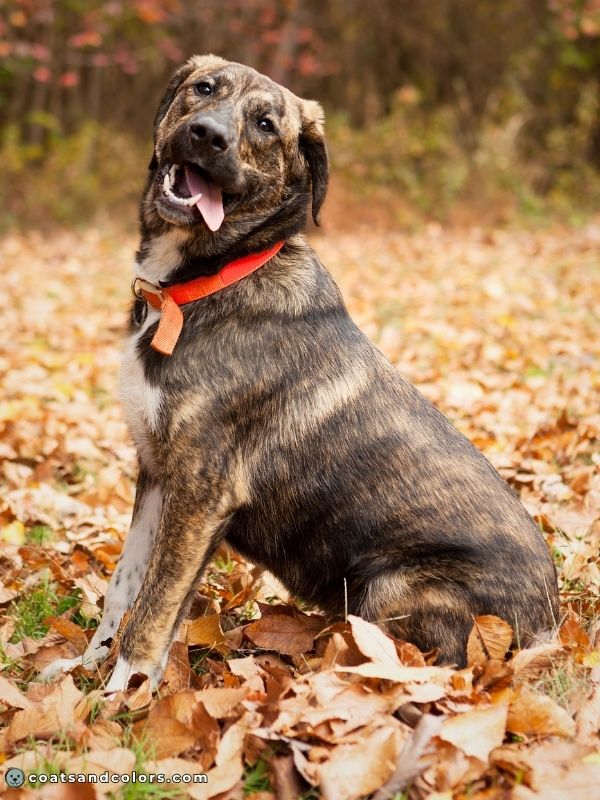 coatsandcolors.com Brindle Dogs agouti brindle dog