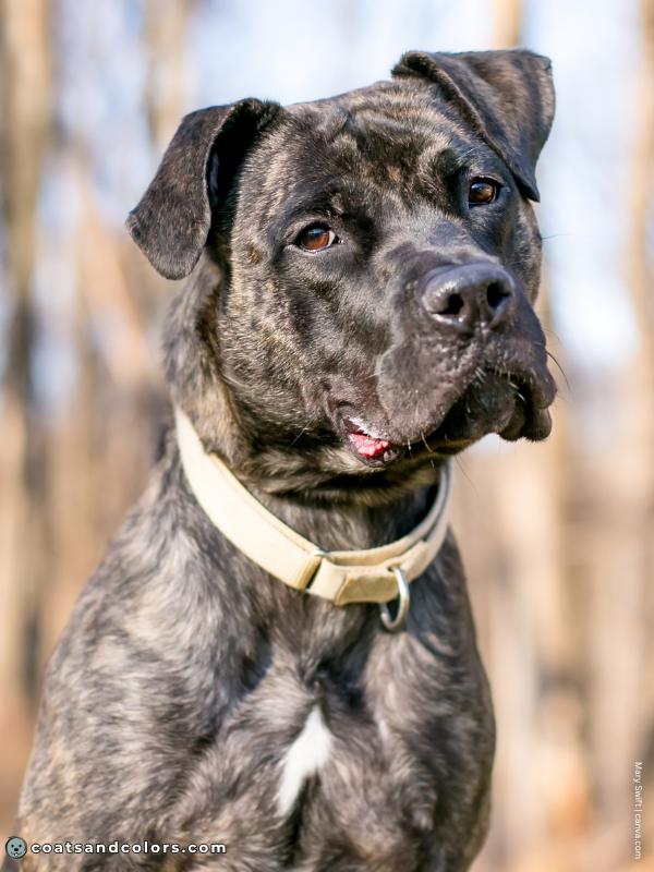 coatsandcolors.com Brindle Dogs black mask