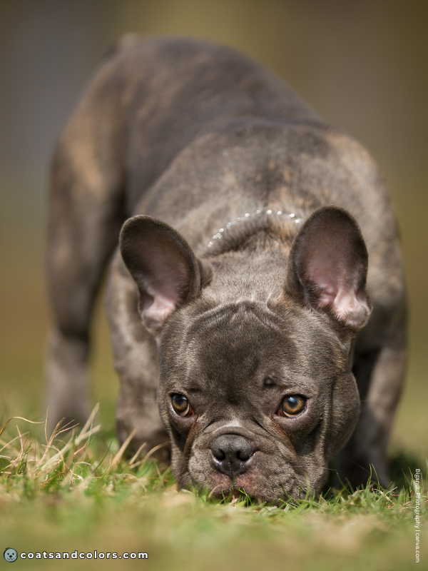 coatsandcolors.com Brindle Dogs blue brindle 1
