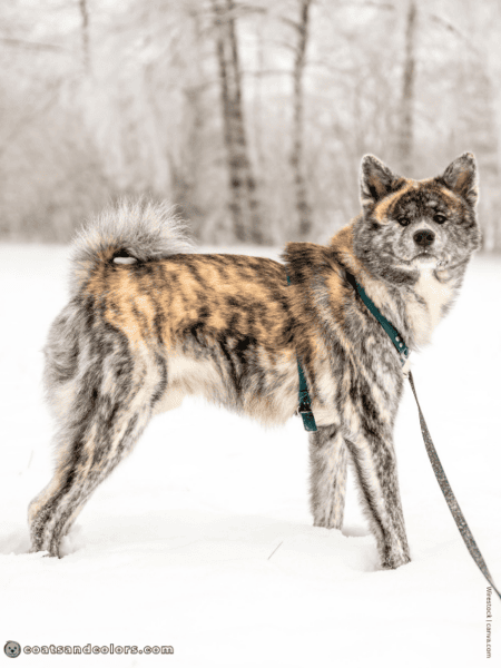 Brindle (kbr) | Coats and Colors