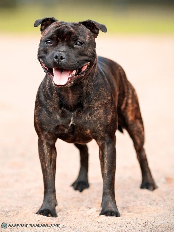 coatsandcolors.com Brindle Dogs dark brindle Staffordshire Bull Terrier