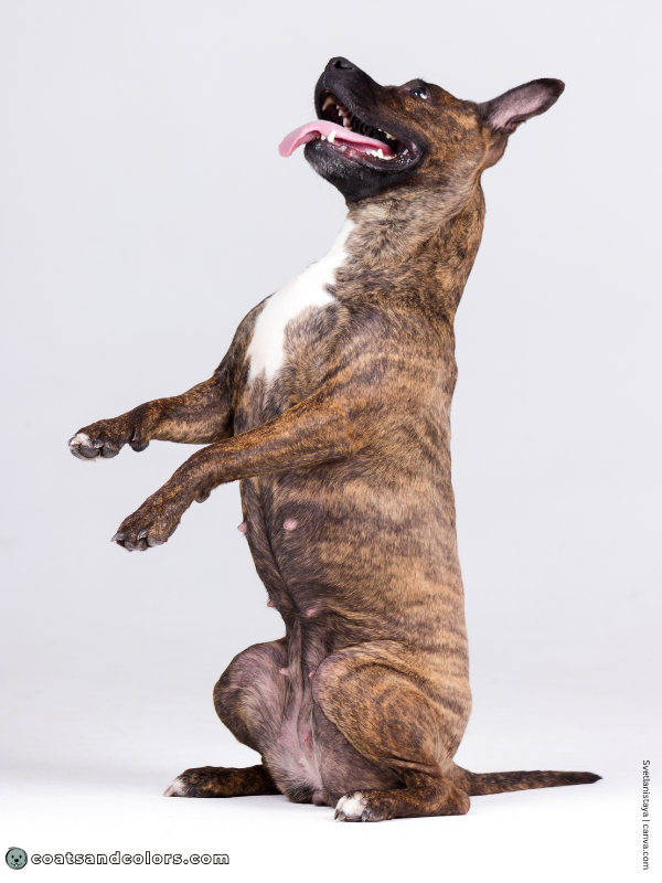 coatsandcolors.com Brindle Dogs example 3