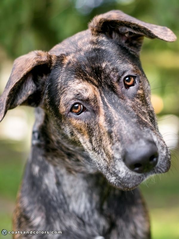 coatsandcolors.com Brindle Dogs face markings