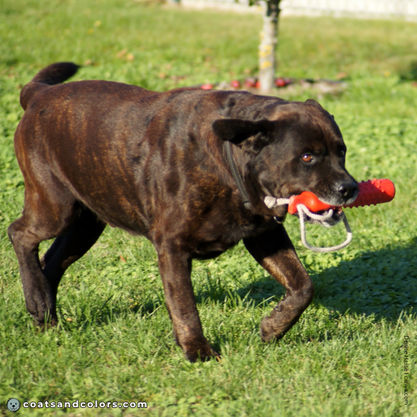coatsandcolors.com Brindle Dogs ghost brindle
