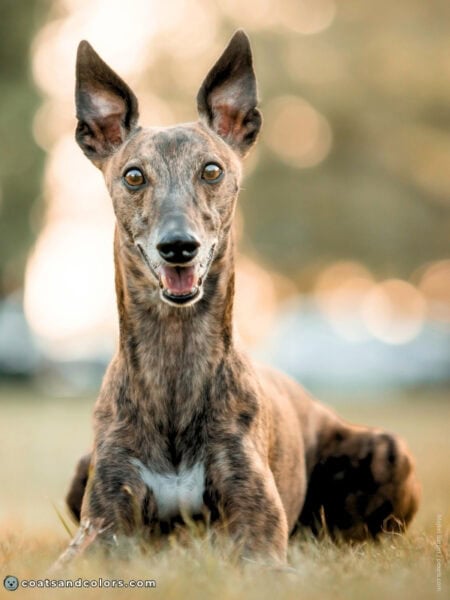 Brindle (kbr) | Coats and Colors