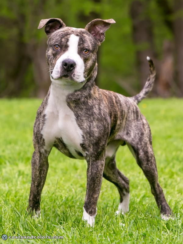 coatsandcolors.com Brindle Dogs sable brindle dog 2