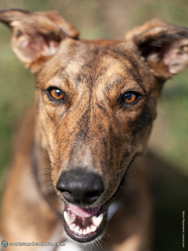 coatsandcolors.com Brindle Dogs sable brindle dog 3