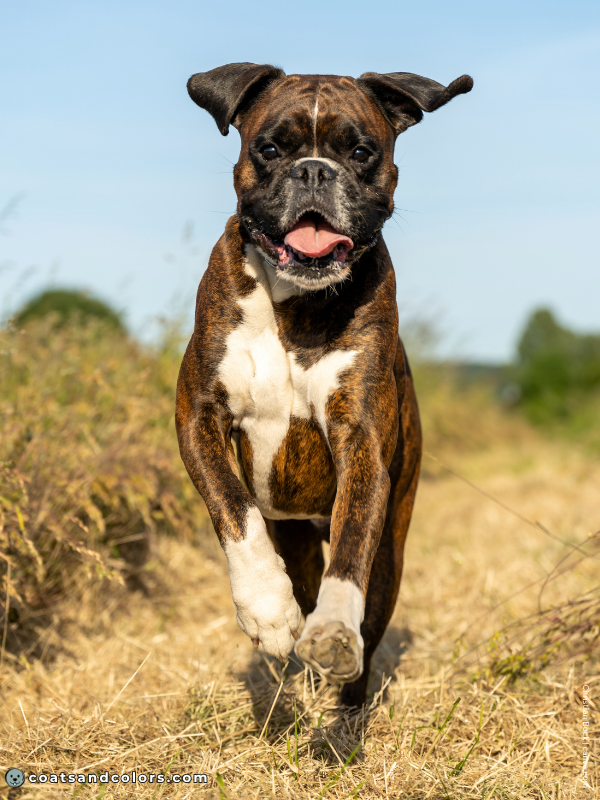 coatsandcolors.com Brindle Dogs sable brindle mask 2