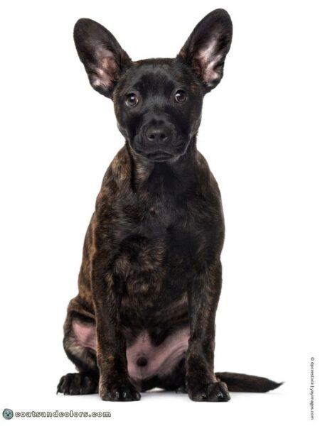 Brindle (kbr) | Coats and Colors