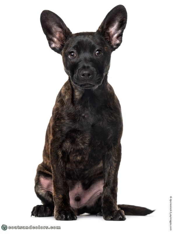 coatsandcolors.com Brindle Dogs sable brindle mask