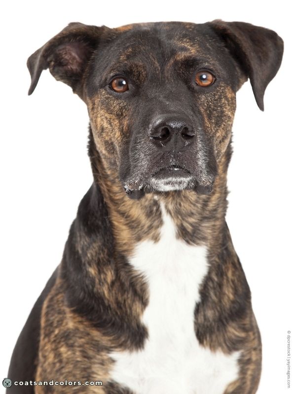 coatsandcolors.com Brindle Dogs saddle brindle mask