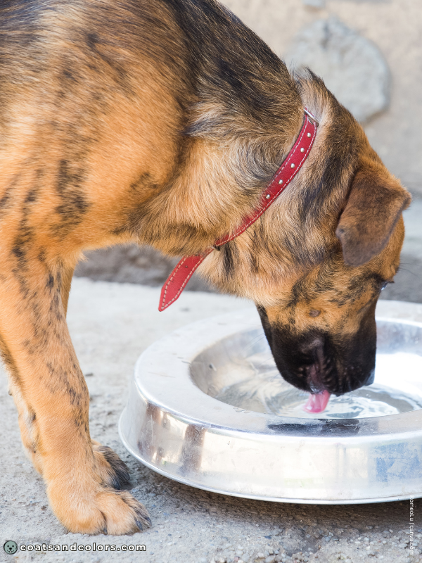 coatsandcolors.com Brindle Dogs shaded sable brindle