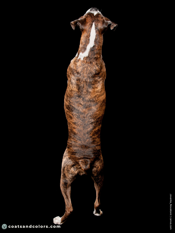 coatsandcolors.com Brindle Dogs striping