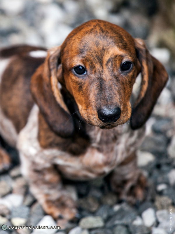 coatsandcolors.com Brindle Dogs ticked