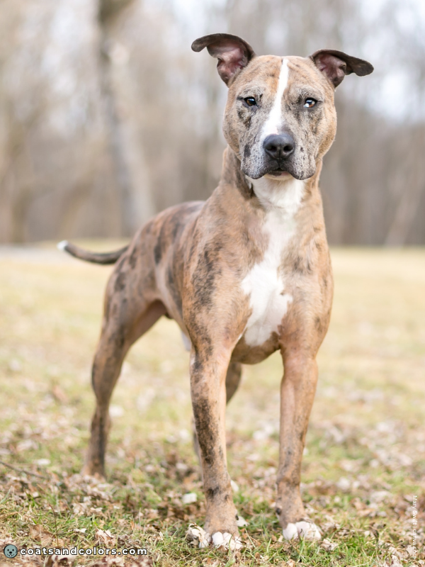 coatsandcolors.com Brindle Merle mask