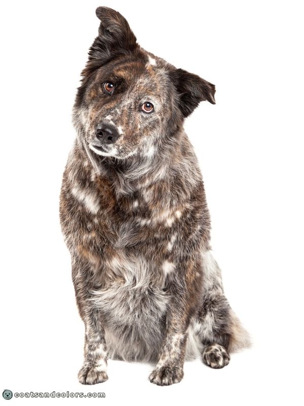 coatsandcolors.com Brindle white spotting ticking