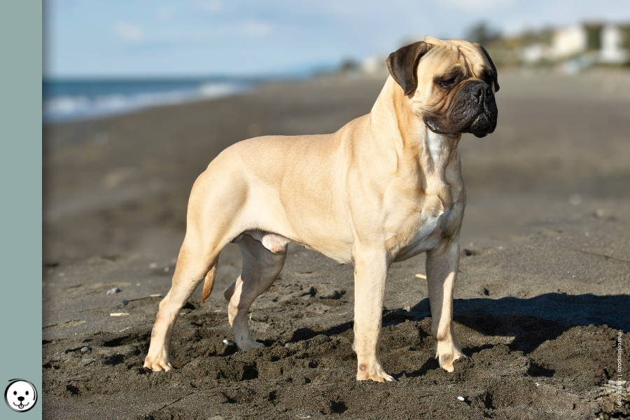 coatsandcolors.com Bullmastiff colors 900x600 1
