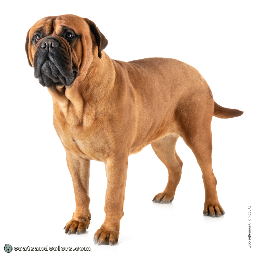 coatsandcolors.com Bullmastiff colors base patterns kyky AyAy EmEm