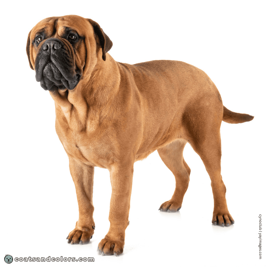 coatsandcolors.com Bullmastiff colors base patterns kyky AyAy EmEm
