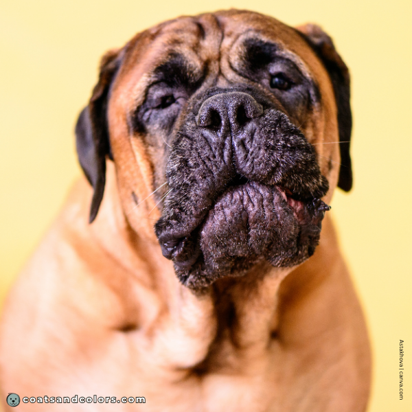 coatsandcolors.com Bullmastiff colors black nose 1