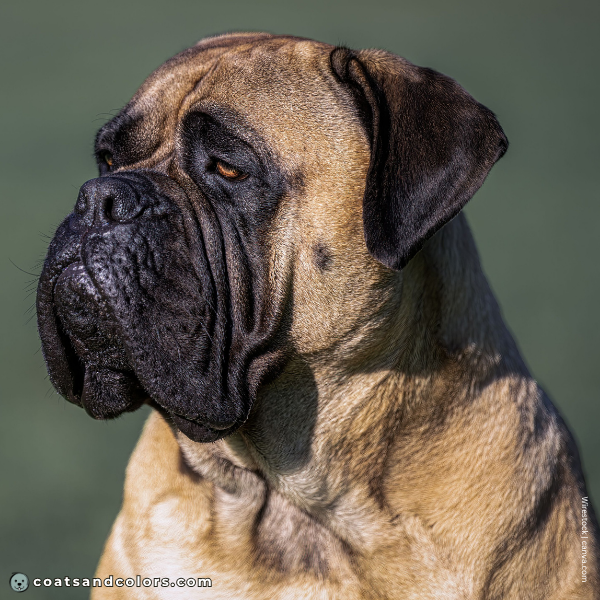 coatsandcolors.com Bullmastiff colors black nose 2