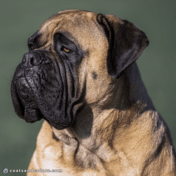 coatsandcolors.com Bullmastiff colors black nose 2