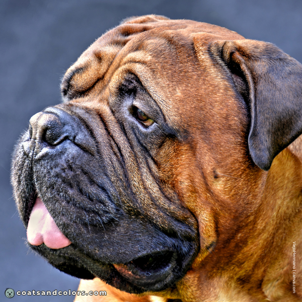coatsandcolors.com Bullmastiff colors black nose 3