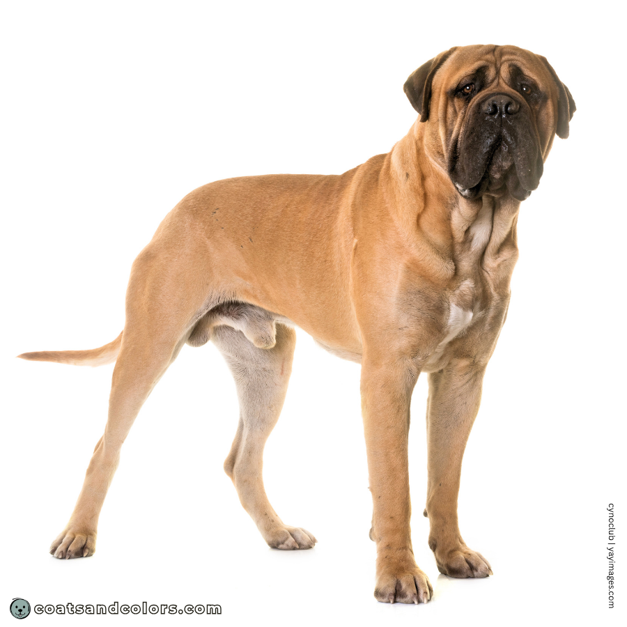 coatsandcolors.com Bullmastiff colors black
