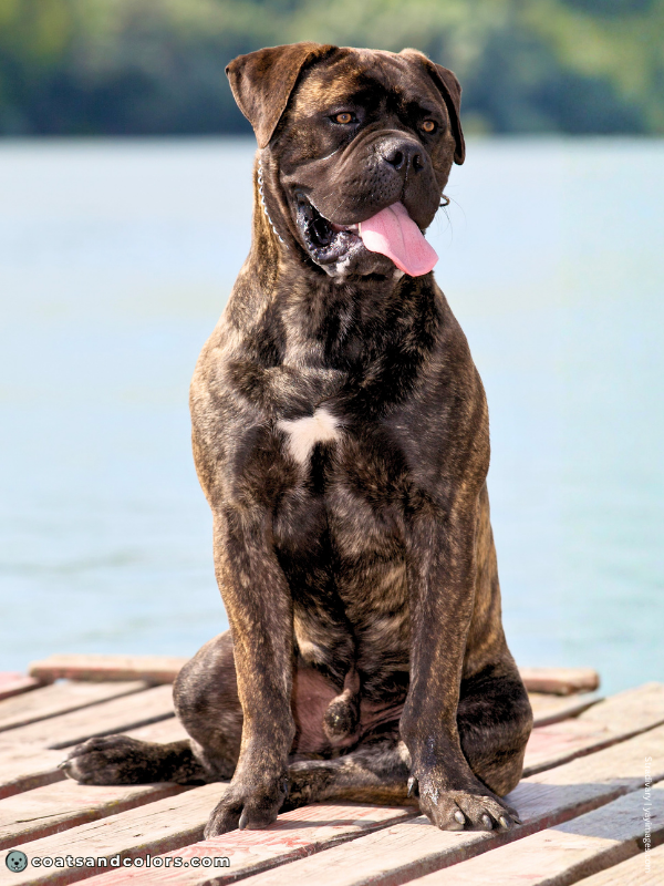 coatsandcolors.com Bullmastiff colors brindle kbr