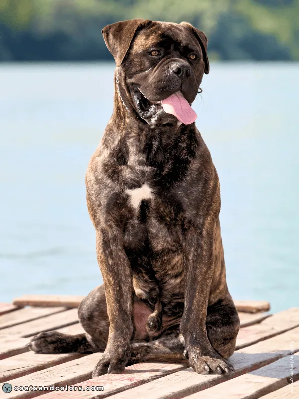 coatsandcolors.com Bullmastiff colors brindle kbr