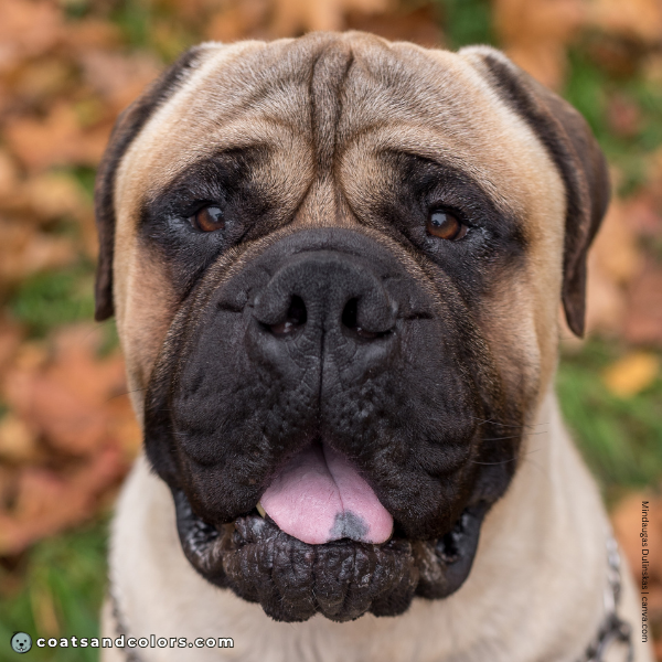 coatsandcolors.com Bullmastiff colors brown eyes 1
