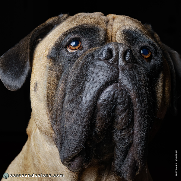 coatsandcolors.com Bullmastiff colors brown eyes 2