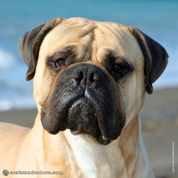 coatsandcolors.com Bullmastiff colors brown eyes 3