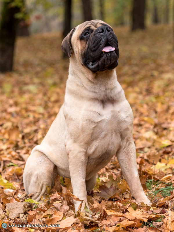 coatsandcolors.com Bullmastiff colors coat type