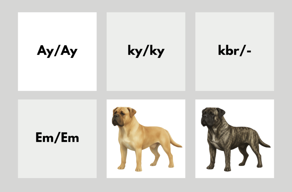 coatsandcolors.com Bullmastiff colors color chart