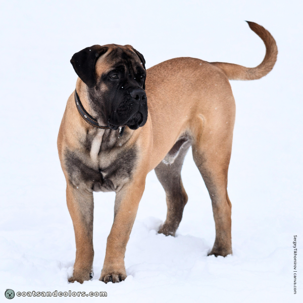 coatsandcolors.com Bullmastiff colors extended mask ventral overlay