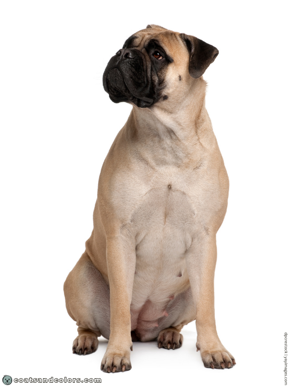 coatsandcolors.com Bullmastiff colors fawn 1b