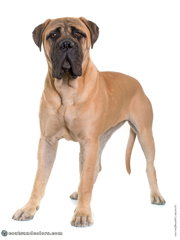 coatsandcolors.com Bullmastiff colors fawn 3