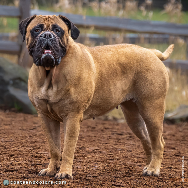 coatsandcolors.com Bullmastiff colors fawn black mask