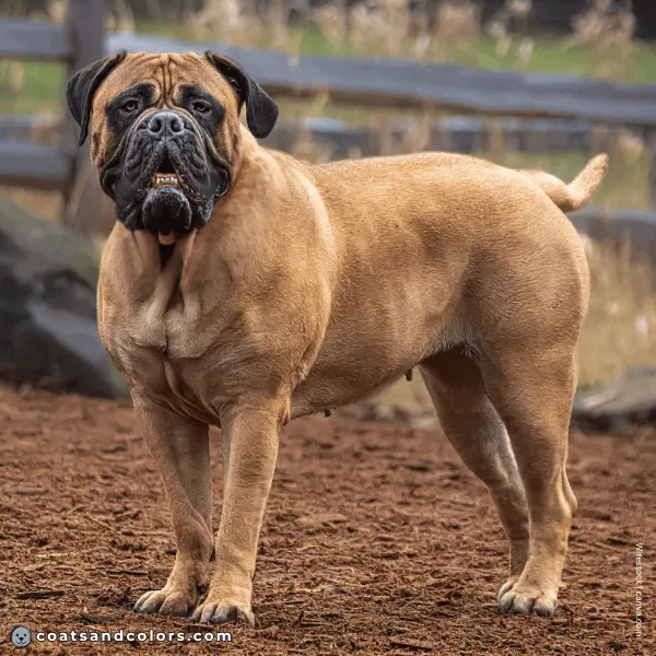 coatsandcolors.com Bullmastiff colors fawn black mask