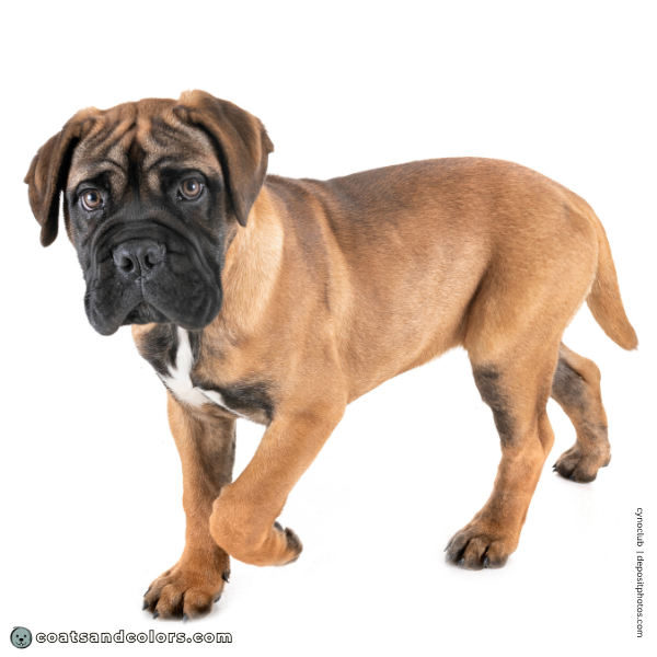 coatsandcolors.com Bullmastiff colors fawn puppy shading