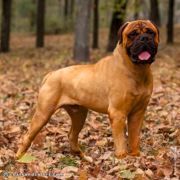 coatsandcolors.com Bullmastiff colors intensity 1