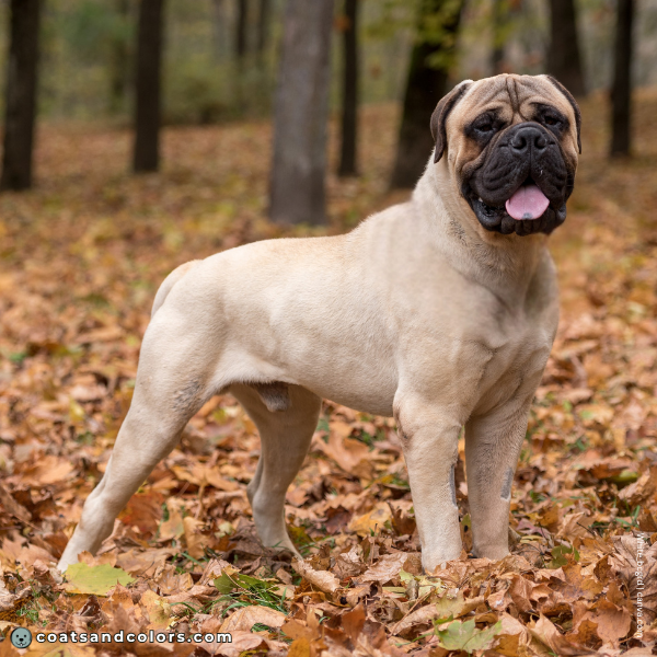 coatsandcolors.com Bullmastiff colors intensity 2