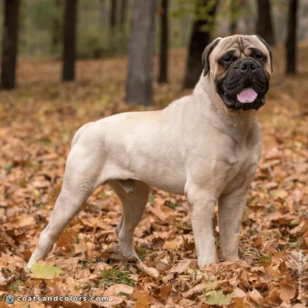 coatsandcolors.com Bullmastiff colors intensity 2