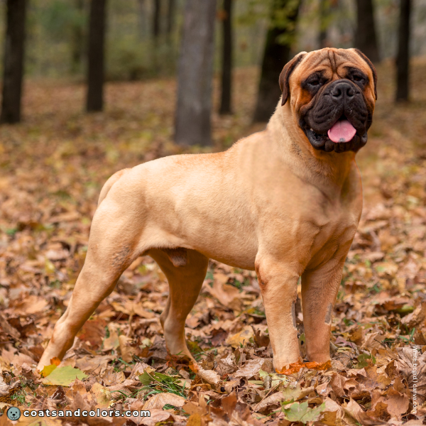 coatsandcolors.com Bullmastiff colors intensity 3