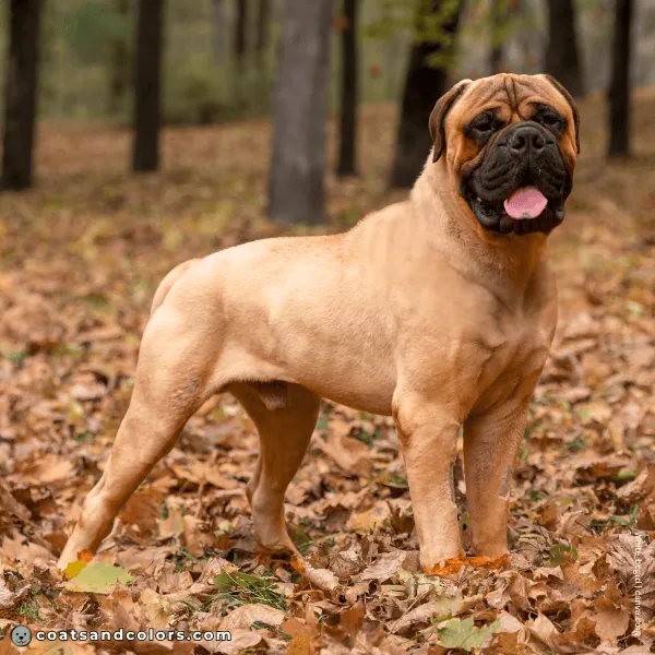 coatsandcolors.com Bullmastiff colors intensity 3