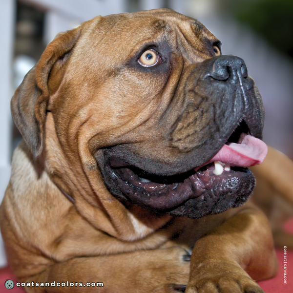 coatsandcolors.com Bullmastiff colors light eyes
