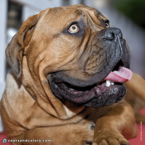 coatsandcolors.com Bullmastiff colors light eyes