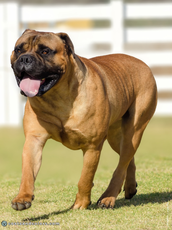 coatsandcolors.com Bullmastiff colors red fawn 1